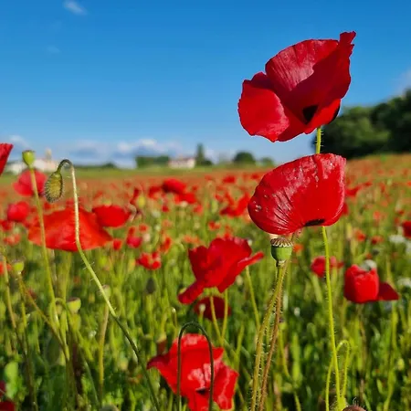 Bonaca 아파트 다일라