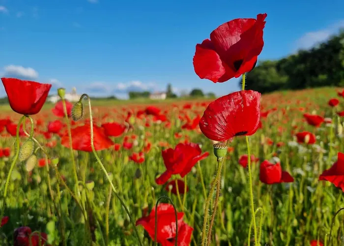 Bonaca Apartman Dajla